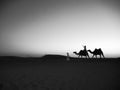 Camel riding in Abu Dhabi`s desert.