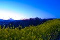 Sunset Canola flower garden wide shot