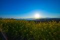 Sunset Canola flower garden wide shot