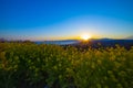 Sunset Canola flower garden wide shot