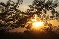 Sunset through the canopy of trees Royalty Free Stock Photo