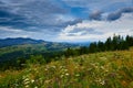 Sunset in carpathian mountains - beautiful summer landscape, spruces on hills, cloudy sky and wildflowers Royalty Free Stock Photo