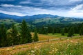 Sunset in carpathian mountains - beautiful summer landscape, spruces on hills, cloudy sky and wildflowers Royalty Free Stock Photo