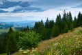 Sunset in carpathian mountains - beautiful summer landscape, spruces on hills, cloudy sky and wildflowers Royalty Free Stock Photo