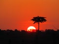 Sunset with a castanheira tree in Amazon rainforest Royalty Free Stock Photo