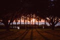 Sunset casting shadows of trees on Lake Apopka in Florida