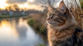 Sunset Cat Riverbank Gaze Peaceful Autumn Royalty Free Stock Photo