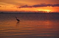 Wading Heron at sunset Royalty Free Stock Photo