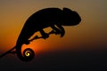 Sunset chameleon ..