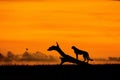 Sunset with a cheetah in mara national reserve Royalty Free Stock Photo