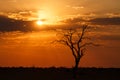 Sunset - Chobe N.P. Botswana, Africa