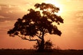 Sunset - Chobe N.P. Botswana, Africa