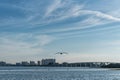 Sunset in Clearwater Beach, Florida. Flying Pelican Royalty Free Stock Photo