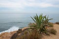 Sunset Cliffs in San Diego with Giant Aloe plant