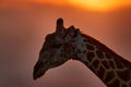Sunset Close-up Giraffe Portrait, Orange Evening In Okawango Delta In Botswana