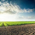 Sunset in clouds over agricultural fields with green tomatoes Royalty Free Stock Photo