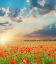 Sunset over field with poppies Royalty Free Stock Photo