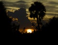 Sunset with Clouds and Palm Tree at Merritt Island National Wild Royalty Free Stock Photo