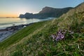 Sunset on the coast with flowers on the foreground Royalty Free Stock Photo