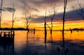 Sunset at coast of the lake and dead tree. Nature landscape Royalty Free Stock Photo