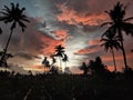 Sunset coconut field sky view Royalty Free Stock Photo