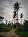 Sunset coconut tree