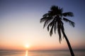 Sunset coconut tree