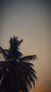 Sunset coconut tree silhouette evening