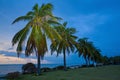 Sunset coconut trees china hainan Royalty Free Stock Photo