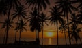 Sunset coconut trees Royalty Free Stock Photo