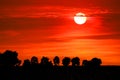 sunset and colorful flame cloud silhouette tree on red sky