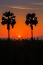 A sunset colorful silhouette of couple palm trees