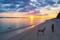 Sunset colorful sky on sea, dogs on tropical desert beach, no people, dramatic clouds, getting away, Indonesia Sumatra Banyak