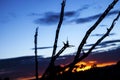 Sunset colors silhouette the lattice skeleton of a dead cholla cactus in the desert southwest