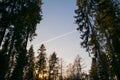 Sunset in a coniferous forest. A plane in the sky. High tree Royalty Free Stock Photo