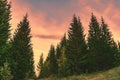 Sunset in the coniferous forest