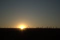 Sunset in a corn field in a summer evening Royalty Free Stock Photo