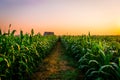 Sunset on the corn fields Royalty Free Stock Photo