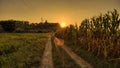 sunset in the corn garden Royalty Free Stock Photo