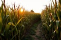 Sunset Corn Maze Pathway Royalty Free Stock Photo