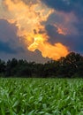 Sunset Cornfield Royalty Free Stock Photo