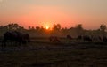 Sunset in a country field with buffaloes grazing, north east Thailand, Asia Royalty Free Stock Photo