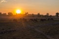 Sunset in a country field with buffaloes grazing, north east Thailand, Asia