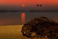 Sunset with couple cranes over the lake in the evening Royalty Free Stock Photo