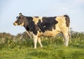 Sunset cow, black and white, standing on green field of grass in a pasture and with soft blue background Royalty Free Stock Photo