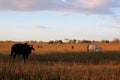 Sunset with cows in field, Venezuela