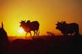 Sunset and cows walking, Melghat, Amravati, Maharashtra, India Royalty Free Stock Photo