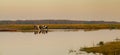 Cows drinking at Biebrza River, Eastern Poland Royalty Free Stock Photo