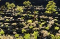 Sunset Crater National Monument Royalty Free Stock Photo