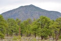 Sunset Crater Volcano is a Cinder Cone. It has Ponderosa Pine trees on its slopes. Coconino County, Arizona Royalty Free Stock Photo